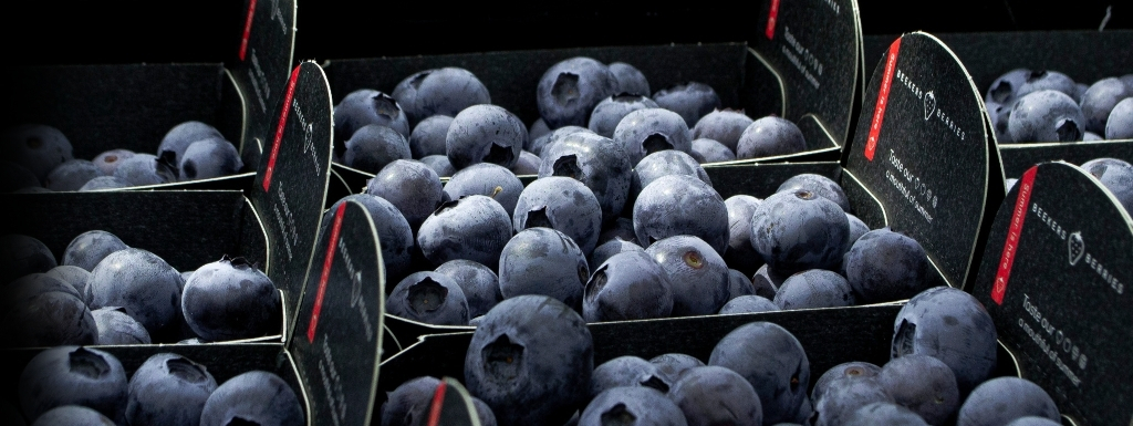 The best blueberries