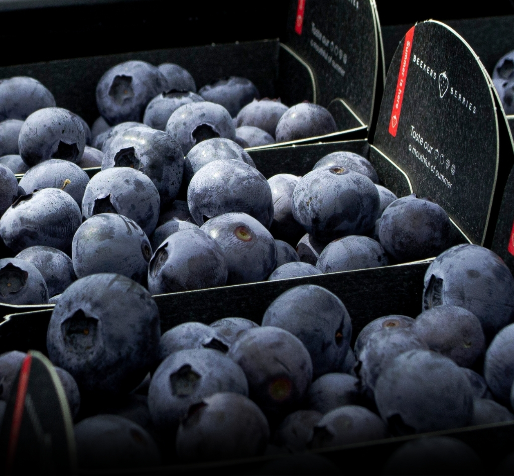 The best blueberries
